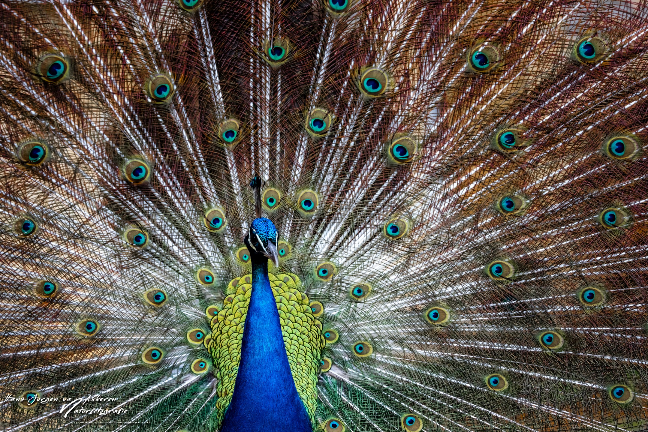 Pfau Karl-Otto